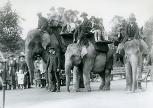 Three Indian Elephants Giving Visitor Rides at London Zoo, 1923